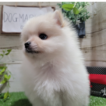 animal_image