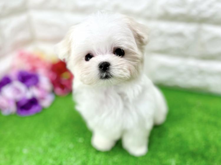 animal_image