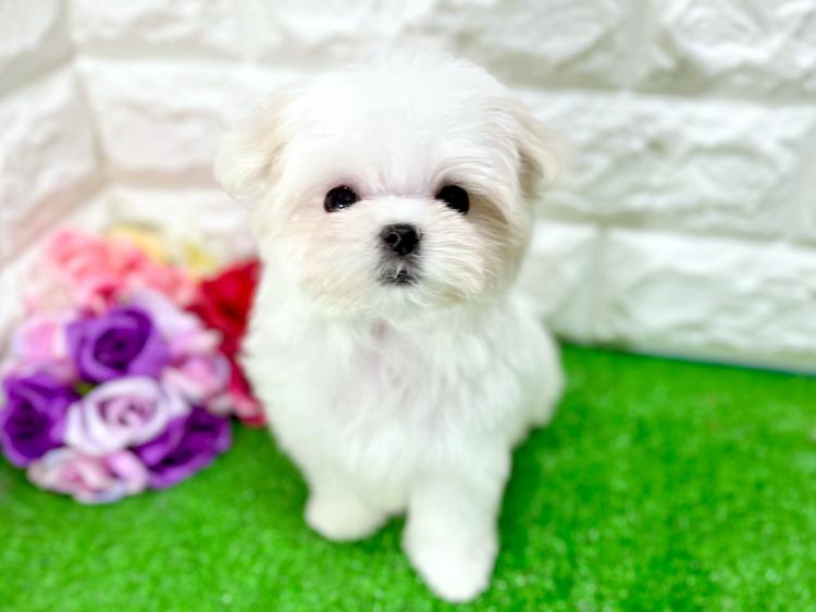 animal_image