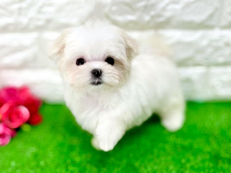 animal_image