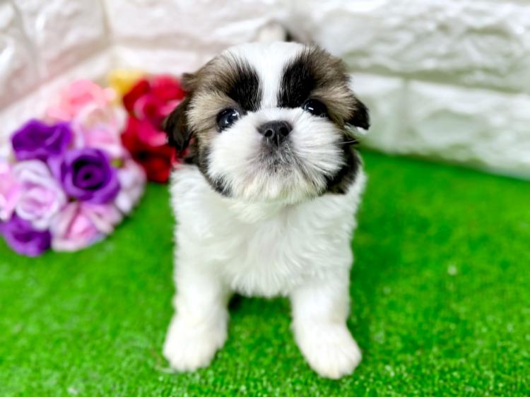 animal_image