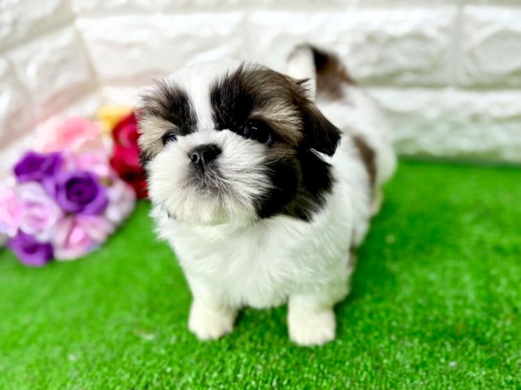 animal_image