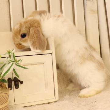 animal_image