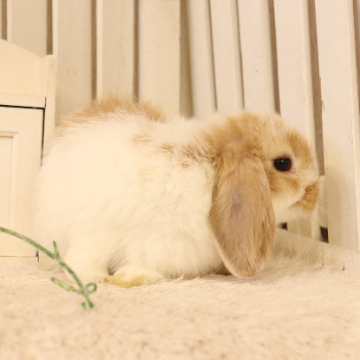 animal_image