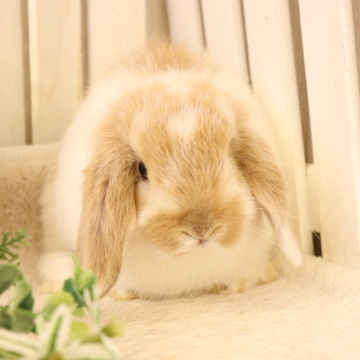 animal_image