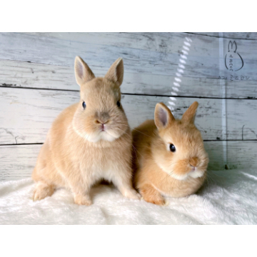 animal_image