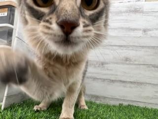 animal_image