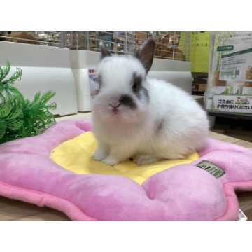 animal_image
