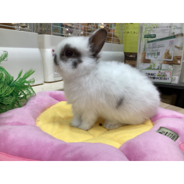 animal_image