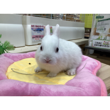 animal_image
