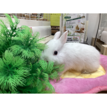 animal_image