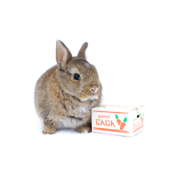 animal_image