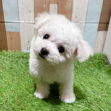 ワンニャンハウス 岡山店のビション・フリーゼの詳細【ハローべいびぃ】