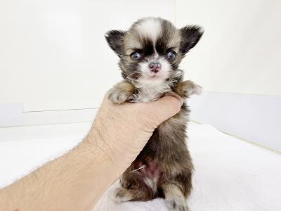 animal_image