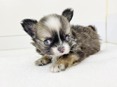 animal_image