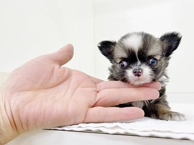animal_image