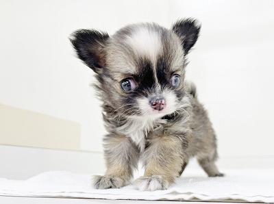 animal_image