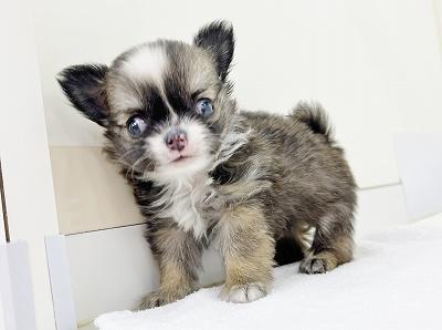 animal_image
