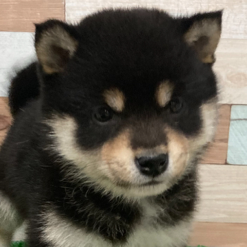 animal_image