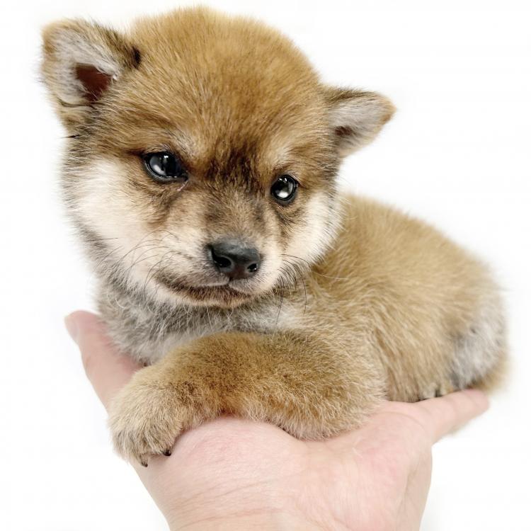 animal_image