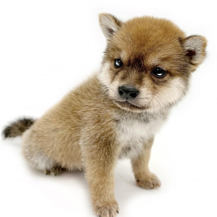 animal_image