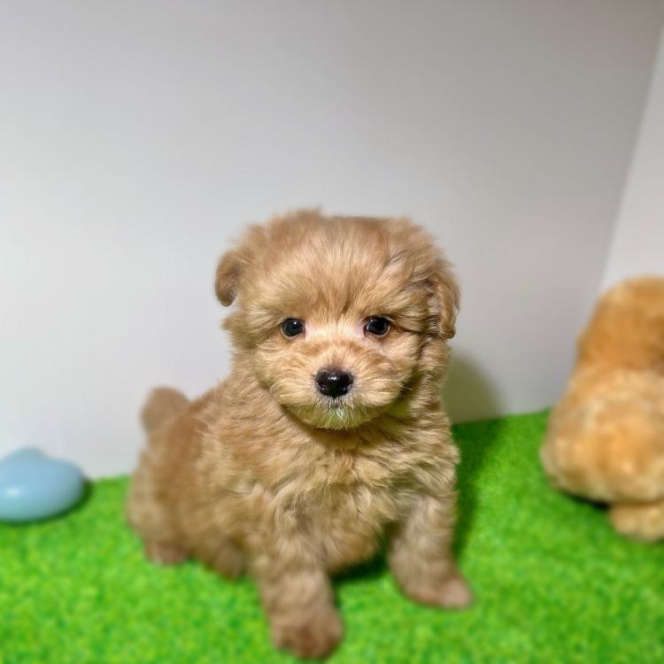 animal_image