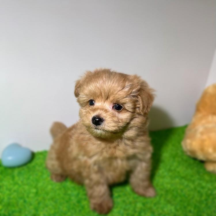 animal_image