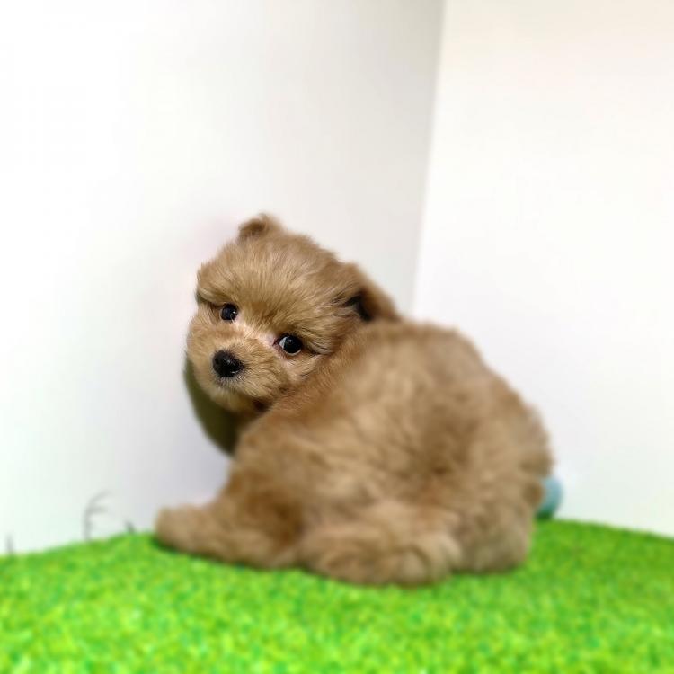 animal_image