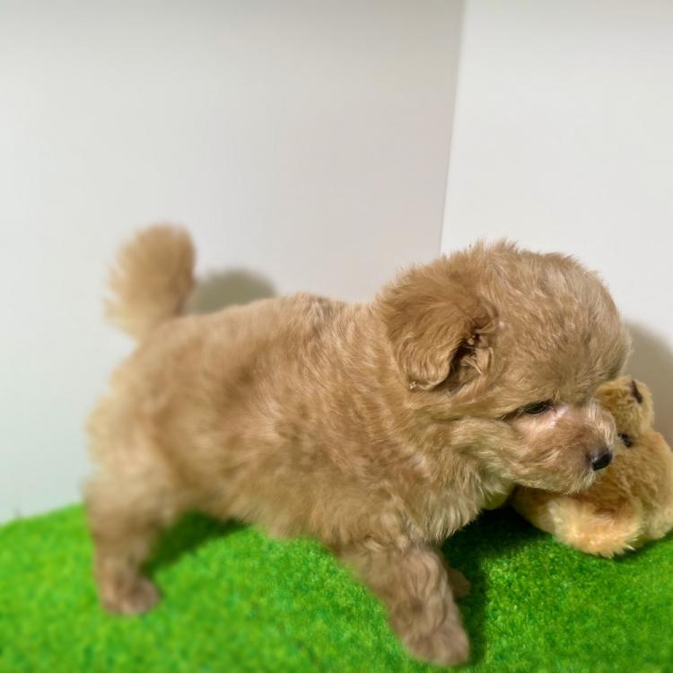 animal_image