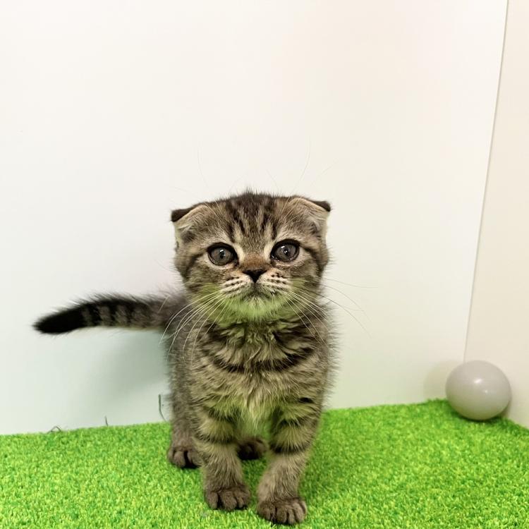 animal_image
