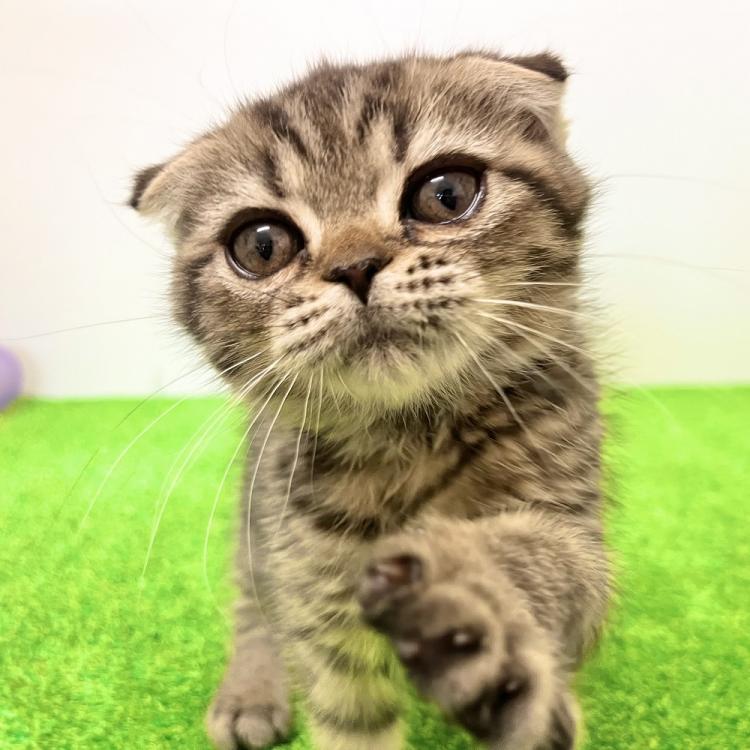 animal_image