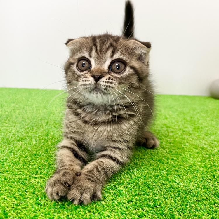 animal_image