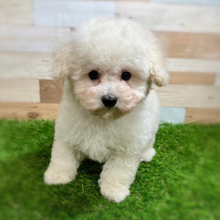 animal_image