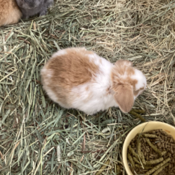 animal_image