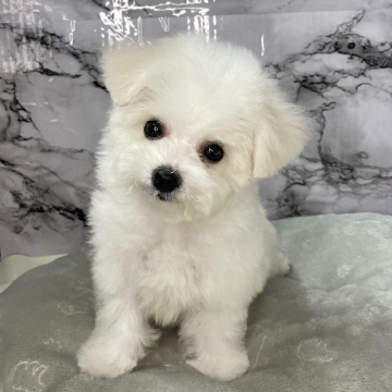 ワンニャンハウス 岡山店のビション・フリーゼの詳細【ハローべいびぃ】