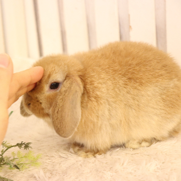 animal_image