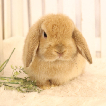 animal_image