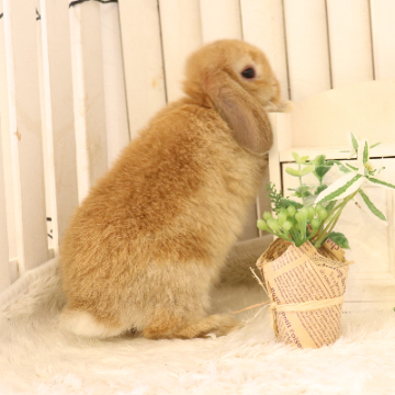 animal_image