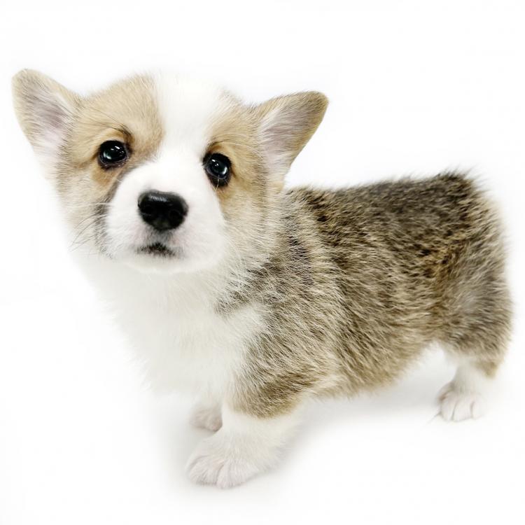 animal_image
