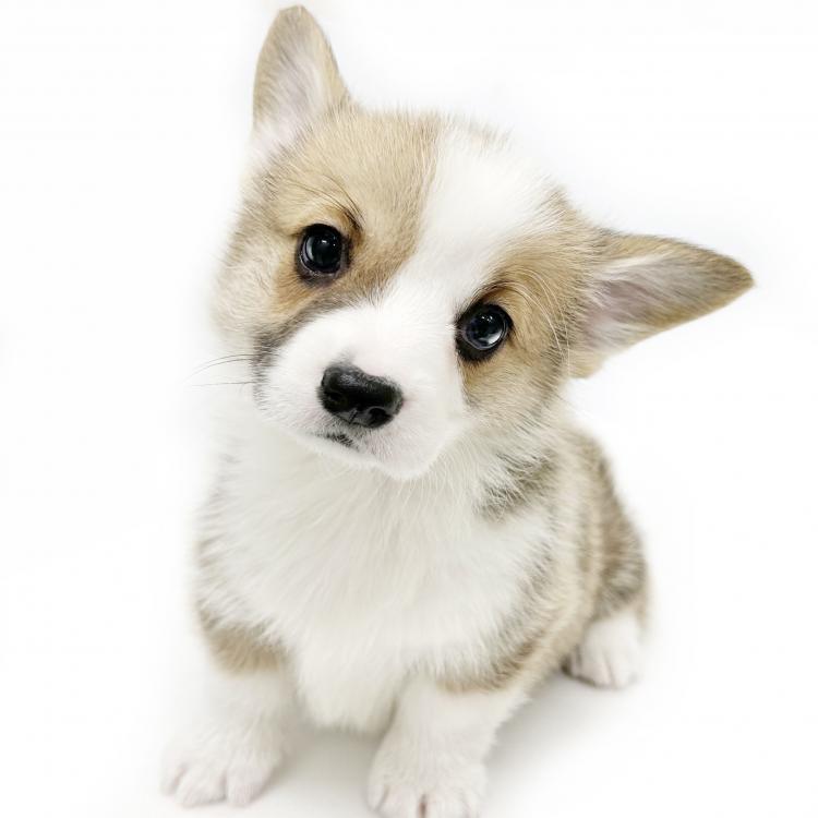 animal_image