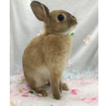animal_image