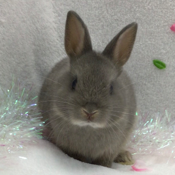 animal_image