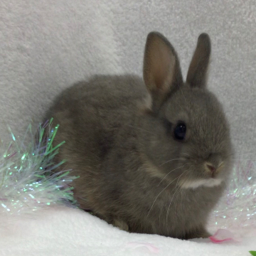 animal_image