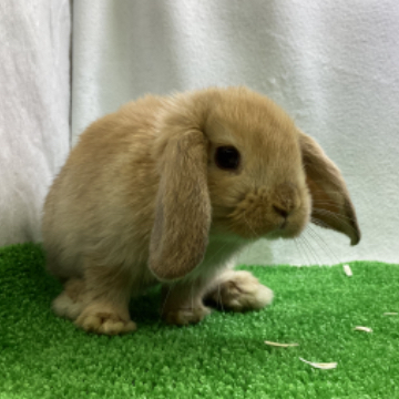 animal_image