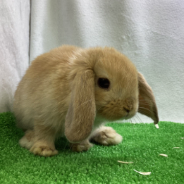 animal_image