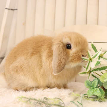 animal_image