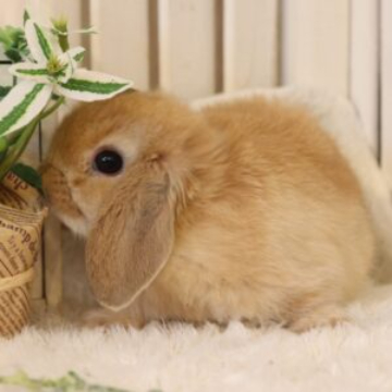 animal_image