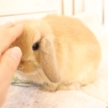 animal_image