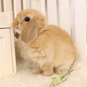 animal_image