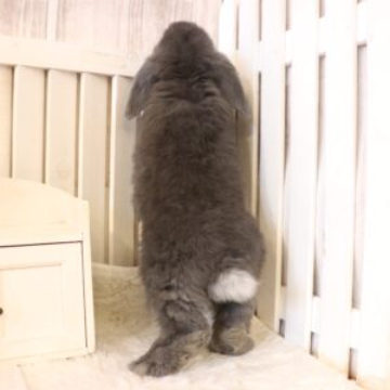 animal_image